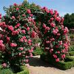 Růže pnoucí Kordes 'Rosarium Uetersen' - Rosa PN 'Rosarium Uetersen'