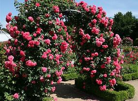 Růže pnoucí Kordes 'Rosarium Uetersen' - Rosa PN 'Rosarium Uetersen'