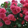 Růže pnoucí Kordes 'Rosarium Uetersen' - Rosa PN 'Rosarium Uetersen'