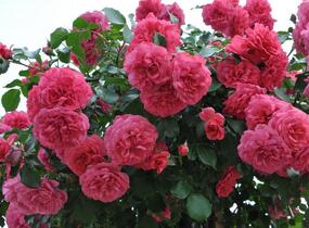 Růže pnoucí Kordes 'Rosarium Uetersen' - Rosa PN 'Rosarium Uetersen'