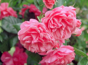 Růže pnoucí Kordes 'Rosarium Uetersen' - Rosa PN 'Rosarium Uetersen'