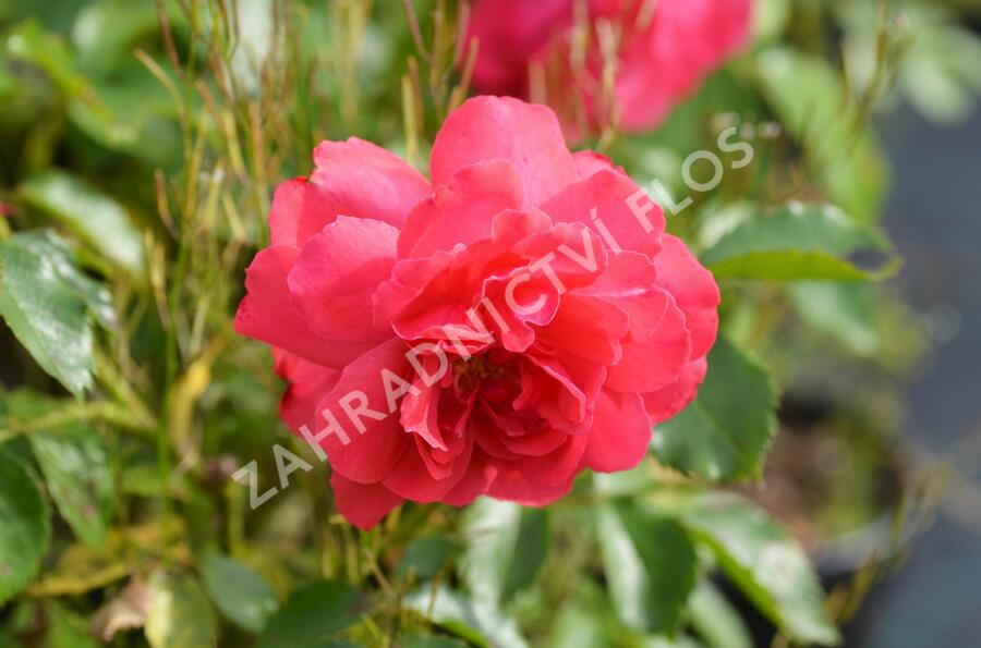 Růže pnoucí Kordes 'Rosarium Uetersen' - Rosa PN 'Rosarium Uetersen'