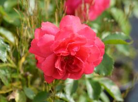 Růže pnoucí Kordes 'Rosarium Uetersen' - Rosa PN 'Rosarium Uetersen'