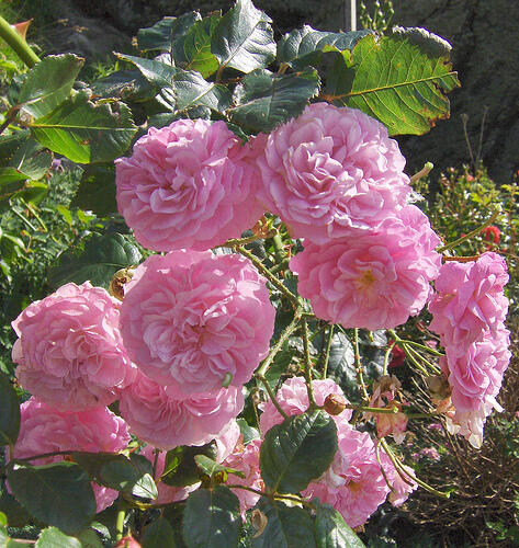 Růže pnoucí 'Coral Dawn' - Rosa PN 'Coral Dawn'