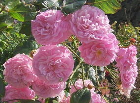 Růže pnoucí 'Coral Dawn' - Rosa PN 'Coral Dawn'