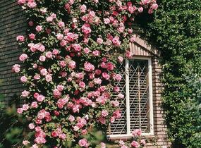 Růže pnoucí 'Coral Dawn' - Rosa PN 'Coral Dawn'