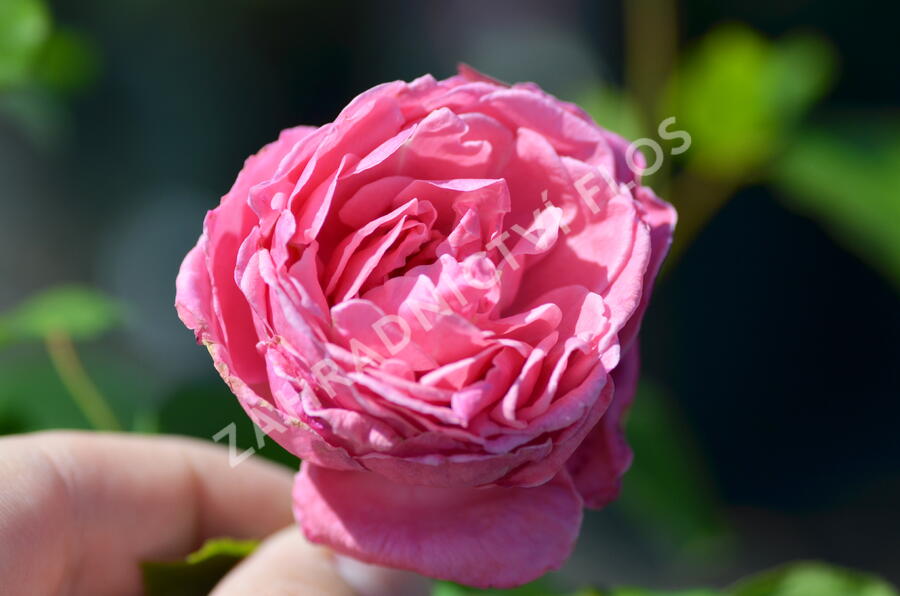 Růže pnoucí 'Coral Dawn' - Rosa PN 'Coral Dawn'