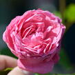 Růže pnoucí 'Coral Dawn' - Rosa PN 'Coral Dawn'