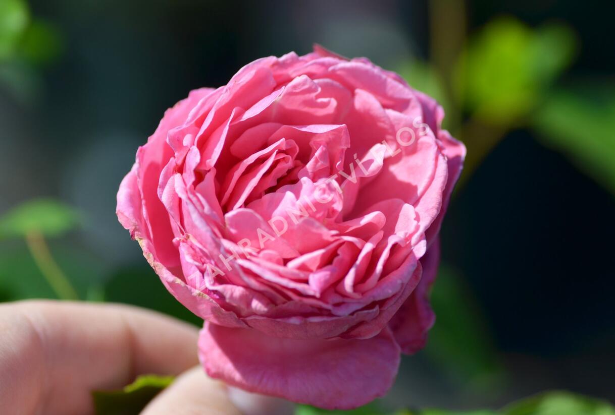Růže pnoucí 'Coral Dawn' - Rosa PN 'Coral Dawn'