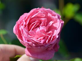 Růže pnoucí 'Coral Dawn' - Rosa PN 'Coral Dawn'