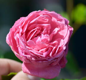 Růže pnoucí 'Coral Dawn' - Rosa PN 'Coral Dawn'