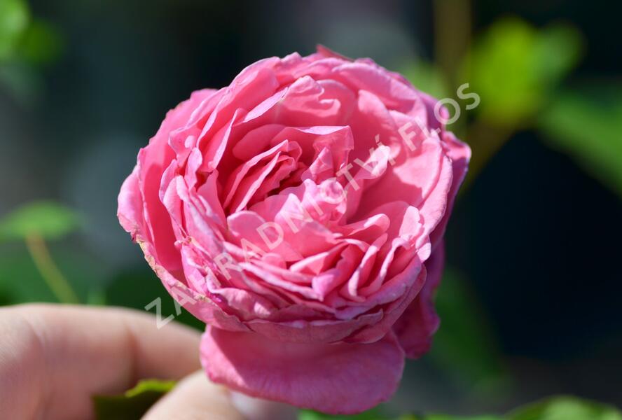 Růže pnoucí 'Coral Dawn' - Rosa PN 'Coral Dawn'