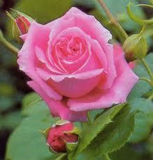 Růže pnoucí 'Coral Dawn' - Rosa PN 'Coral Dawn'