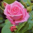 Růže pnoucí 'Coral Dawn' - Rosa PN 'Coral Dawn'