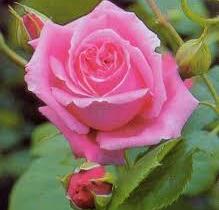 Růže pnoucí 'Coral Dawn' - Rosa PN 'Coral Dawn'