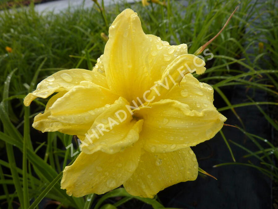 Denivka 'Double River Wye' - Hemerocallis 'Double River Wye'