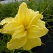 Denivka 'Double River Wye' - Hemerocallis 'Double River Wye'