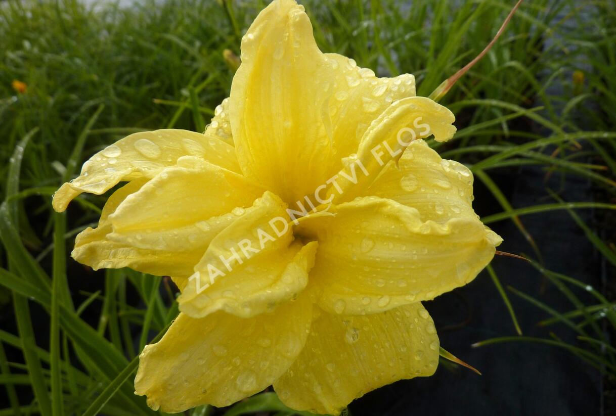 Denivka 'Double River Wye' - Hemerocallis 'Double River Wye'