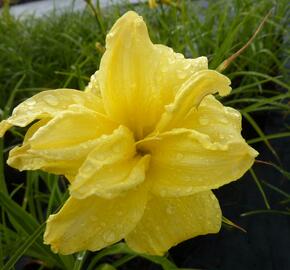 Denivka 'Double River Wye' - Hemerocallis 'Double River Wye'