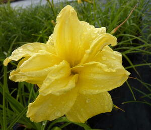 Denivka 'Double River Wye' - Hemerocallis 'Double River Wye'