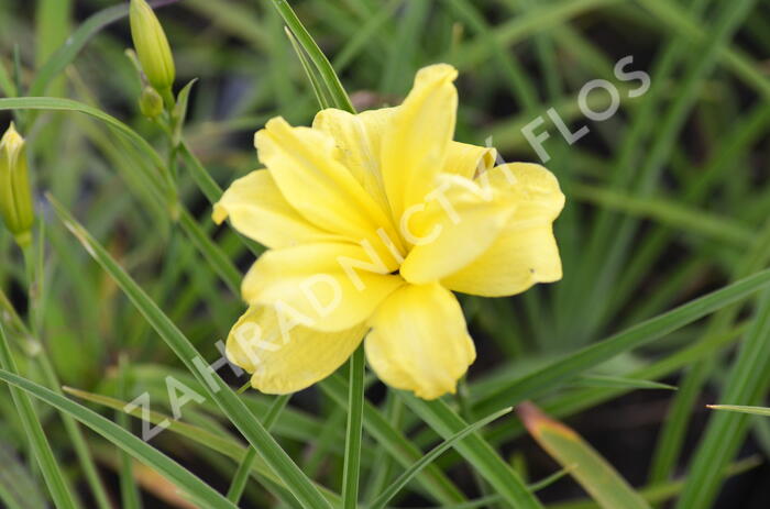 Denivka 'Double River Wye' - Hemerocallis 'Double River Wye'