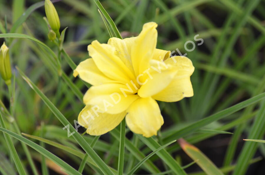 Denivka 'Double River Wye' - Hemerocallis 'Double River Wye'
