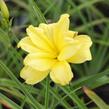 Denivka 'Double River Wye' - Hemerocallis 'Double River Wye'