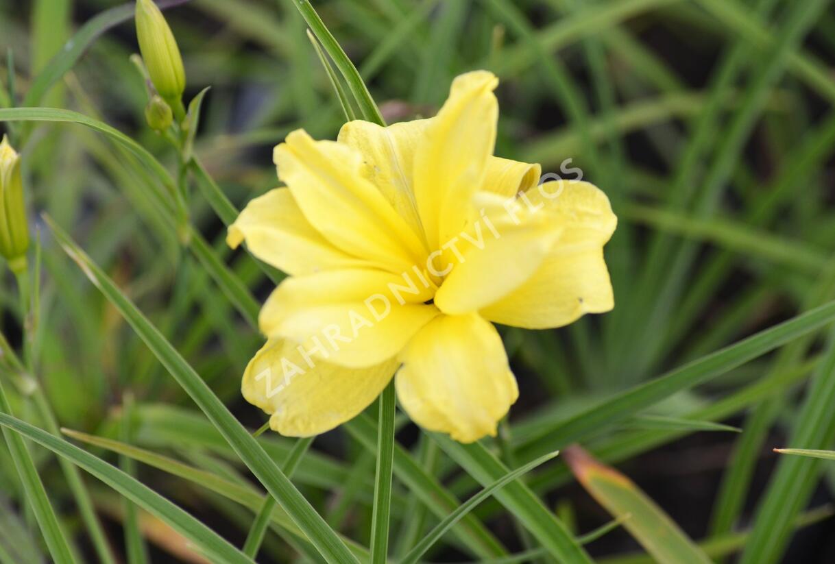 Denivka 'Double River Wye' - Hemerocallis 'Double River Wye'