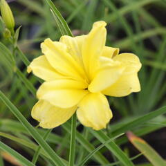 Denivka 'Double River Wye' - Hemerocallis 'Double River Wye'