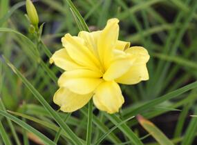 Denivka 'Double River Wye' - Hemerocallis 'Double River Wye'