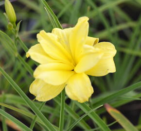 Denivka 'Double River Wye' - Hemerocallis 'Double River Wye'