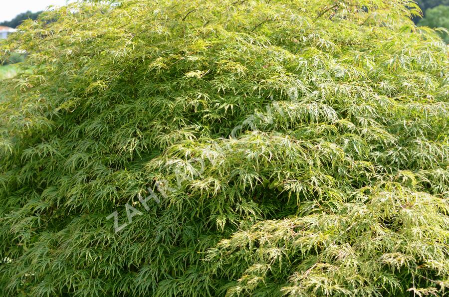 Javor dlanitolistý 'Dissectum' - Acer palmatum 'Dissectum'