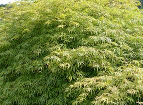 Javor dlanitolistý 'Dissectum' - Acer palmatum 'Dissectum'