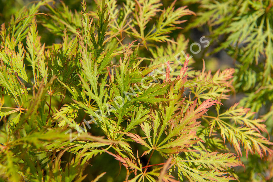 Javor dlanitolistý 'Dissectum' - Acer palmatum 'Dissectum'