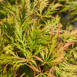 Javor dlanitolistý 'Dissectum' - Acer palmatum 'Dissectum'