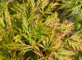 Javor dlanitolistý 'Dissectum' - Acer palmatum 'Dissectum'