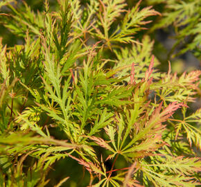Javor dlanitolistý 'Dissectum' - Acer palmatum 'Dissectum'