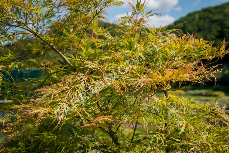 Javor dlanitolistý 'Dissectum' - Acer palmatum 'Dissectum'