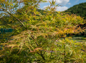 Javor dlanitolistý 'Dissectum' - Acer palmatum 'Dissectum'