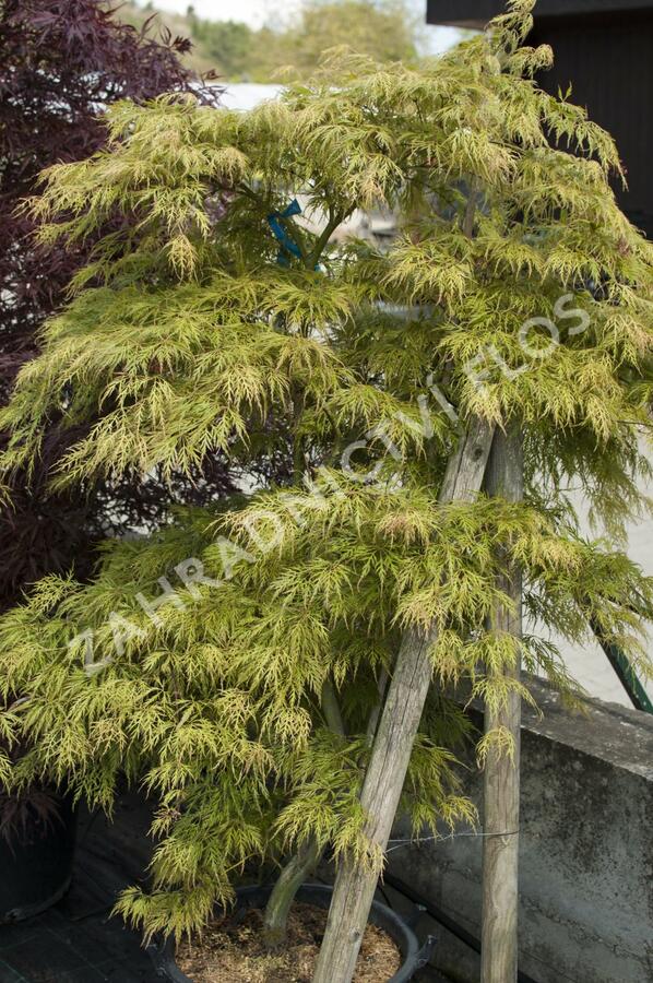 Javor dlanitolistý 'Dissectum' - Acer palmatum 'Dissectum'