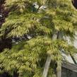 Javor dlanitolistý 'Dissectum' - Acer palmatum 'Dissectum'