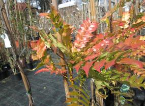 Mahonie prostřední 'Winter Sun' - Mahonia media 'Winter Sun'