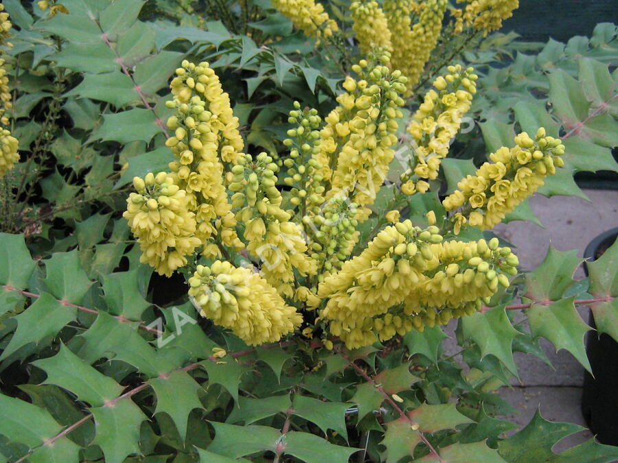 Mahonie prostřední 'Winter Sun' - Mahonia media 'Winter Sun'