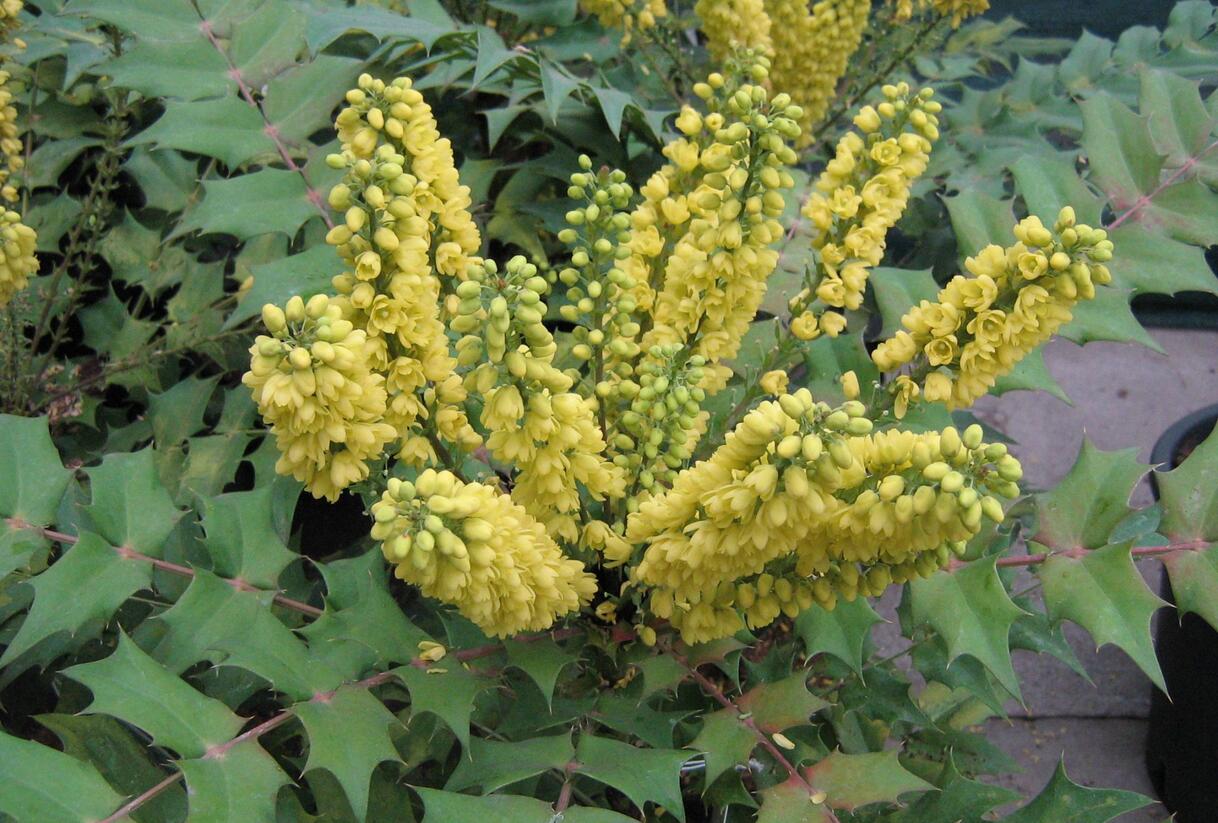 Mahonie prostřední 'Winter Sun' - Mahonia media 'Winter Sun'