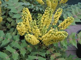 Mahonie prostřední 'Winter Sun' - Mahonia media 'Winter Sun'