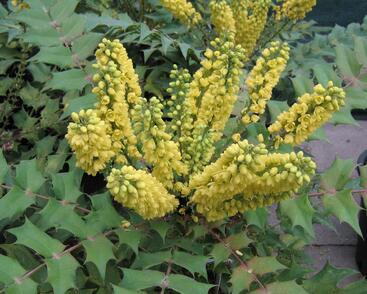 Mahonie prostřední 'Winter Sun'