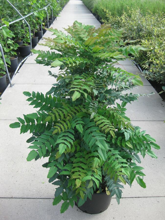 Mahonie prostřední 'Winter Sun' - Mahonia media 'Winter Sun'