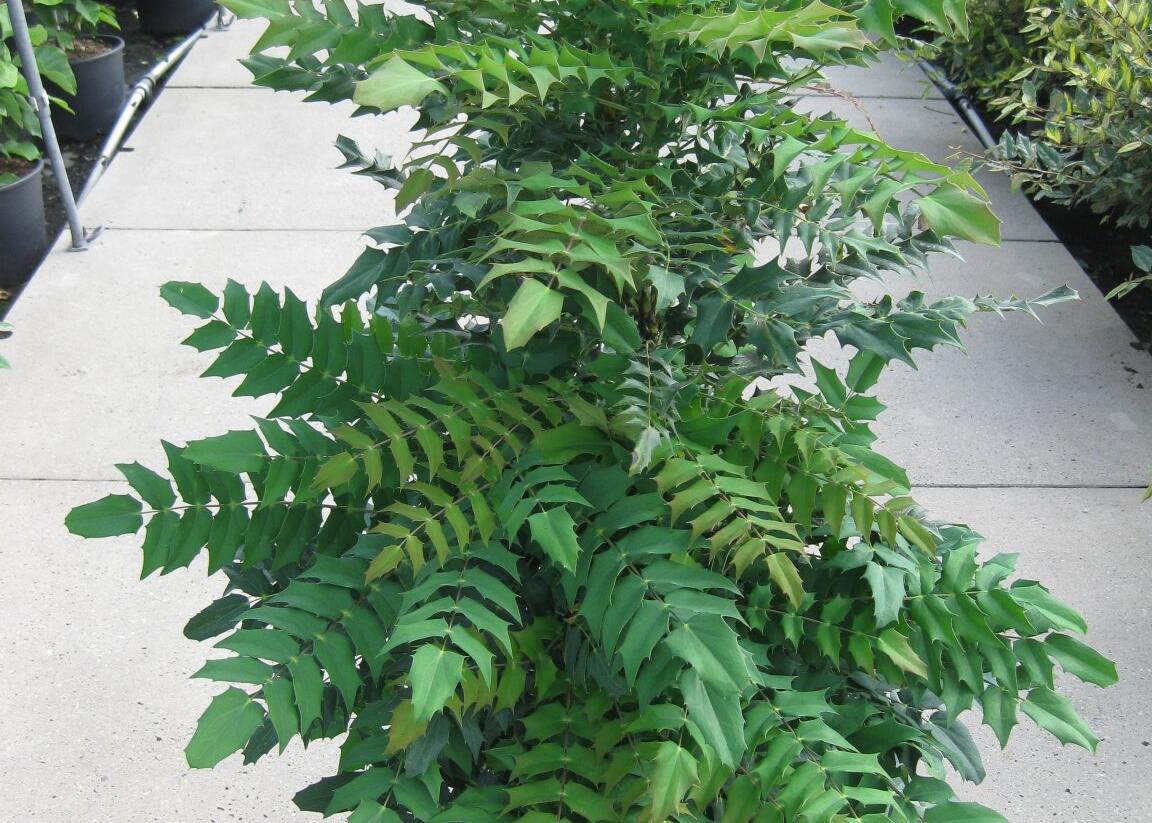 Mahonie prostřední 'Winter Sun' - Mahonia media 'Winter Sun'