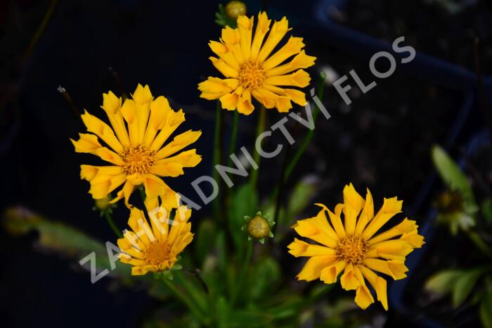 Krásnoočko velkokvěté 'Jethro Tull' - Coreopsis grandiflora 'Jethro Tull'