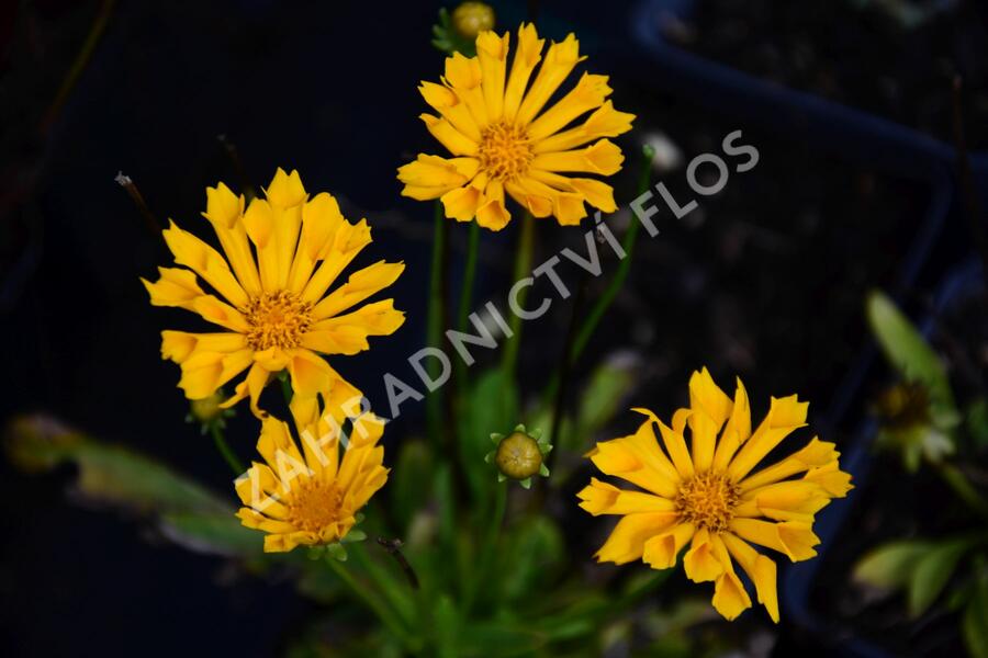 Krásnoočko velkokvěté 'Jethro Tull' - Coreopsis grandiflora 'Jethro Tull'